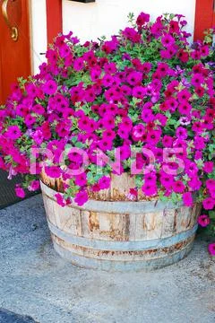 Bright pink petunias Stock Photos