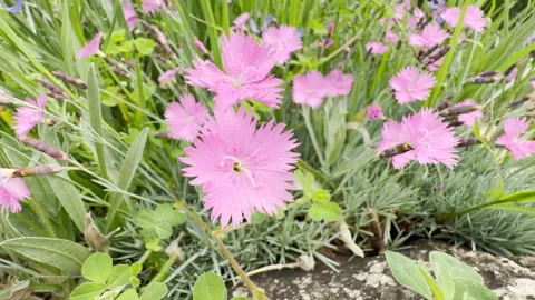 Bright Pink Pinks Flowers Thrive in a Wild Green Patch Amid a Low City Hum Stock Footage 335596073