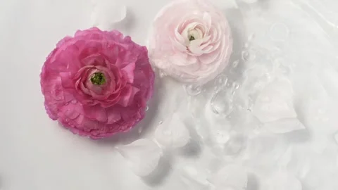 Bright pink ranunculus flowers with slow motion water drops create elegant spa Stock Footage 335806100