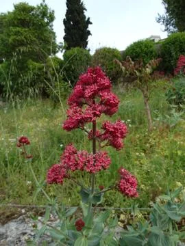 Bright pink raspberry bizarre large inflorescences of Red valerian flowers on Stock Photos