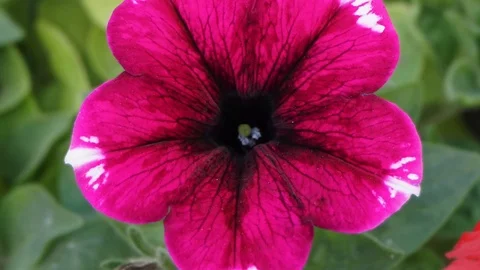 Bright pink red flower Video stock 109646364