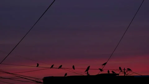 Bright pink with red sunset, sky. flock of crows on roofs Vidéo 284244399