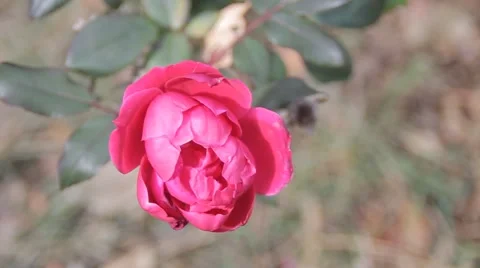 Bright Pink Rose 2 Stock Footage 50450249