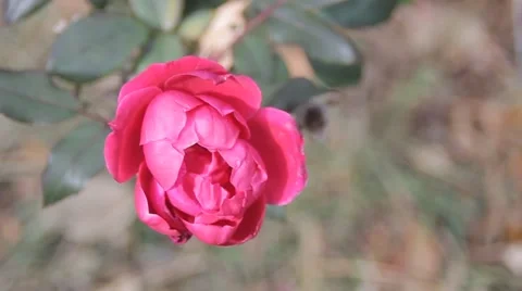 Bright Pink Rose Stock Footage 50450598