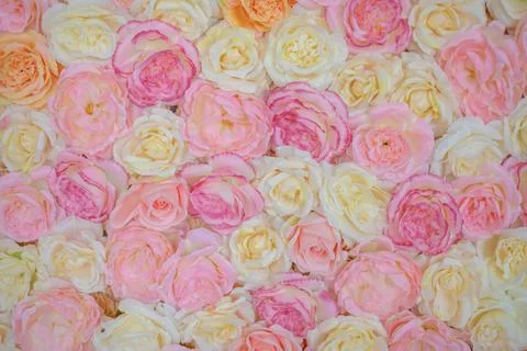 Bright pink roses background Stock Photos