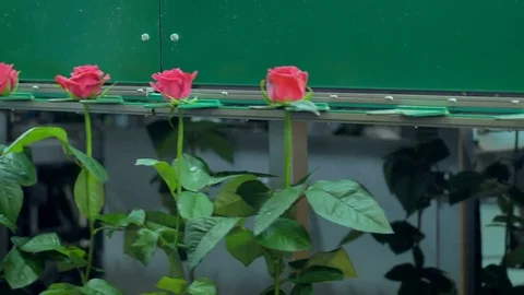 Bright pink roses moving on processing line carousel at flower factory. 4K. Stock-Footage 79074980