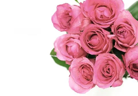 Bright pink roses Stock Photos