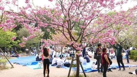 Bright pink sakura tree, blooming flowers Stock Footage 93004519