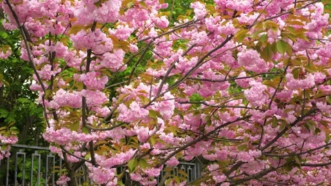 Bright pink sakura trees Stock Footage 273792908