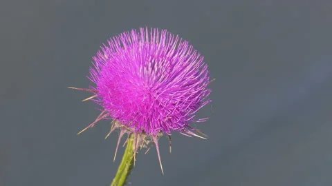 Bright pink thistle on wind Stock Footage 92348307