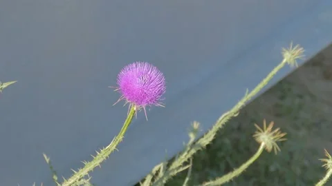 Bright pink thistle on wind at medium distance Stock Footage 91937478