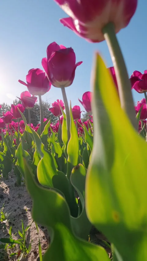 Bright Pink Tulips Blooming In Spring Garden Under Clear Blue Sky Stock Footage 338990154