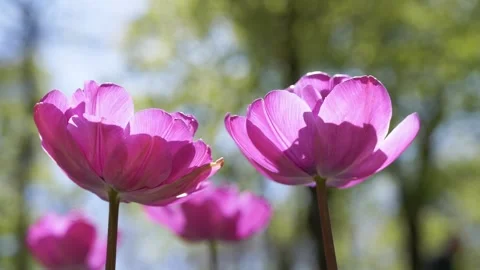 Bright Pink Tulips Blooming in Spring Garden with Green Bokeh Background Stock Footage 339070962