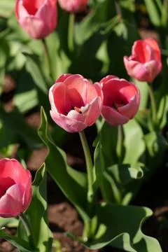 Bright pink tulips Stock-Fotos
