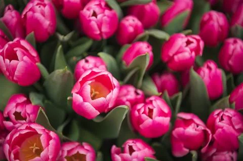 Bright pink tulips top view Stock Photos