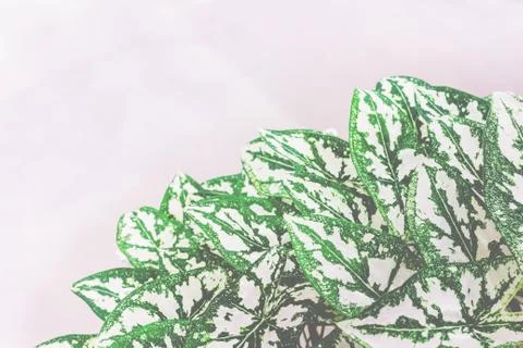 Bright plant leaf Foto stock