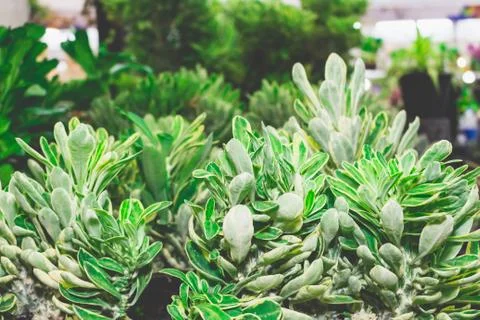 Bright plant leaf Stock Photos