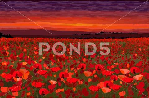 Bright poppy field with sunset sky vector illustration Stock Illustration