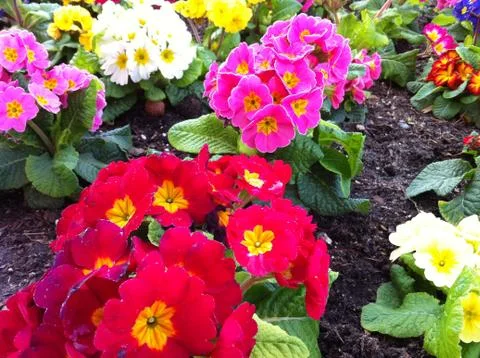 Bright Primroses Stock Photos