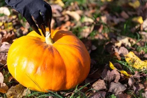 Bright pumpkin Stock Photos