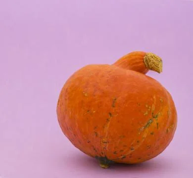 Bright Pumpkin on violet background Stock Photos