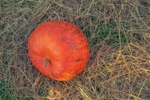 Bright pumpkins pattern, autumn background, harvest concept, top view Photos