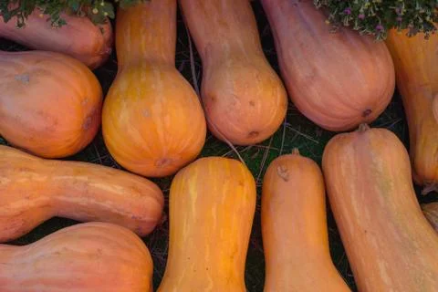 Bright pumpkins pattern, autumn background, harvest concept, top view Foto stock