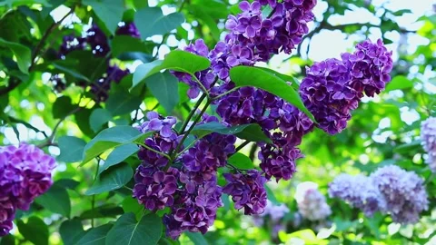 Bright purple clusters of flowers  Stock Footage 195332963