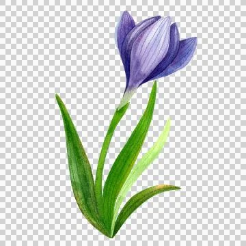 Bright purple crocus with a closed bud, isolated watercolor illustration. Illustrazione stock