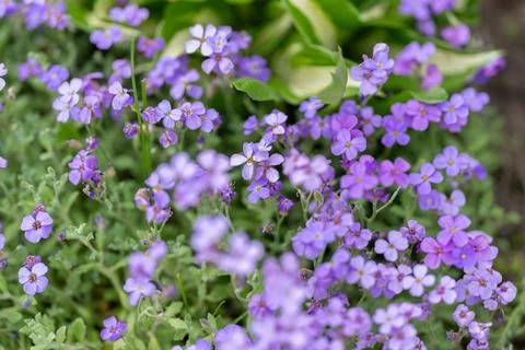 Bright purple flowers complement patterned hosta in peaceful setting. Laven.. 库存照片