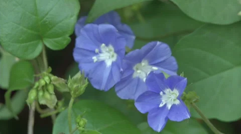 Bright Purple Flowers Stock Footage 57933391
