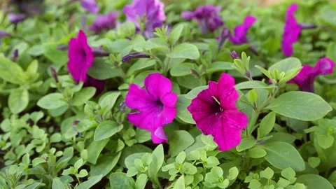 Bright purple flowers Stock Footage 221501141
