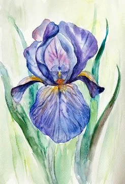 Bright purple iris Stock Illustration