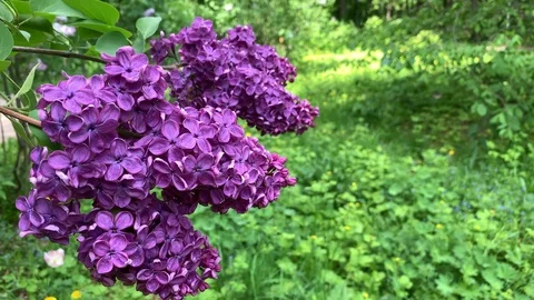 Bright purple lilac sways in the wind. Stock Footage 108549393