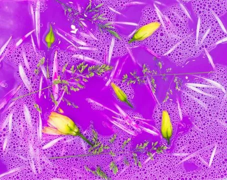 Bright purple spring summer tiny yellow eustoma rose buds floating in purple  Stock Photos