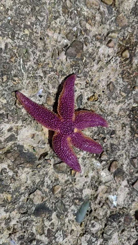 Bright purple starfish on land. vertical video Stock Footage 285121264