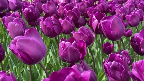 Bright purple tulips dancing in the wind. Parco Sigurtà, Verona Stock Footage 238565017