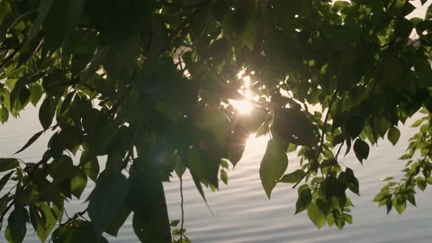 Bright radiate rays of sun through poplar leaves over water Stock Footage 167746250