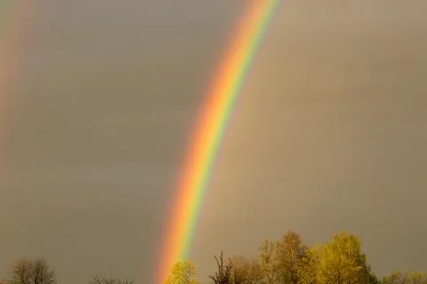 Bright rainbow close-up is on the background of the tops of yellow trees. Cal Stock Photos