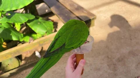 A bright rainbow lorikeet eats seeds from a feeder. St. Maarten. 스톡 동영상 327355230
