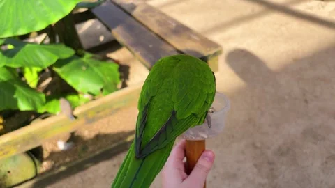 A bright rainbow lorikeet eats seeds from a feeder.  Stock-Footage 327356108