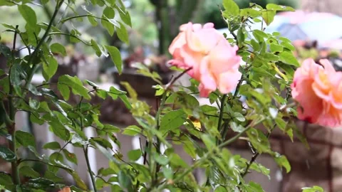 A Bright Rainy Day With Rain Falling On Flowers Video stock 233573670