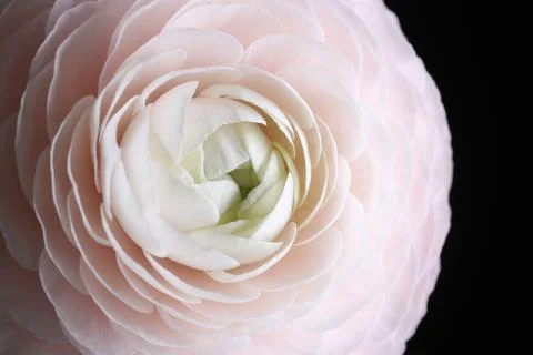 Bright ranunculus. Close up Stock Photos