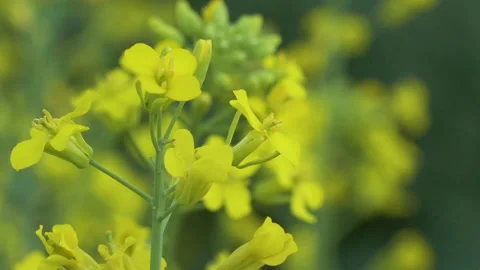 Bright rapeseed flowers Stock Footage 235596823