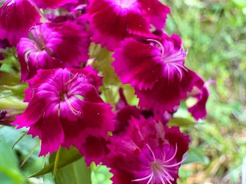 Bright Raspberry Pink Turkish Carnation Flowers Close-Up with Fringed Petals on Stock Photos