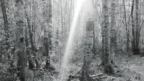 A Bright Ray Of Light Breaks Through The Dense Undergrowth Of Trees In Forest Stock Footage 162515623