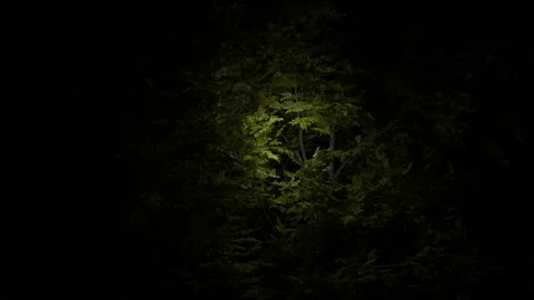 A bright ray of light moves through the green foliage of a lush bush in the dark Stock Footage 193857429