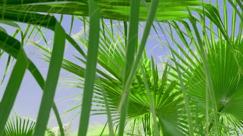 A bright ray of sunlight shines through a tropical palm leaf against a blue sky Stock Footage 225534283