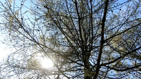 Bright rays in the canopy tree Stock Footage 89728614