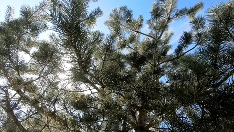 Bright rays in the canopy tree Stock Footage 89728621